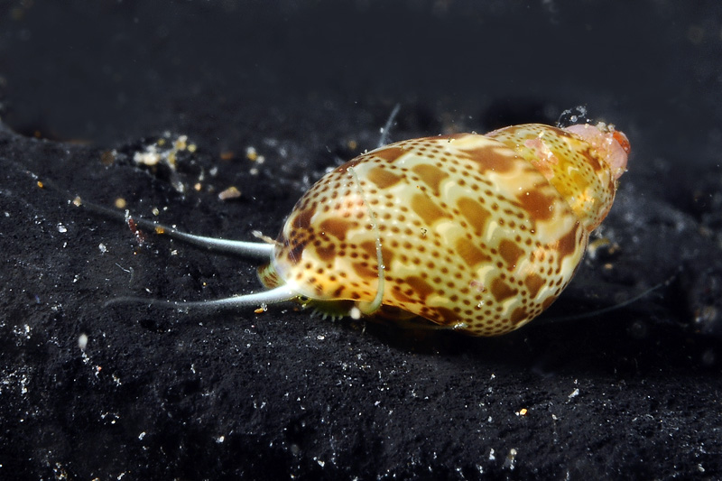 Tricolia pullus 28-06-13